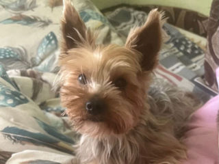 Yorkshire Terrier foto 2