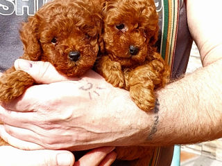 Mini toy poodle foto 2