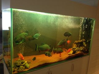 Curatenie in akvarium !!! чистый аквариум !!! изготовление, ремонт !!! foto 8