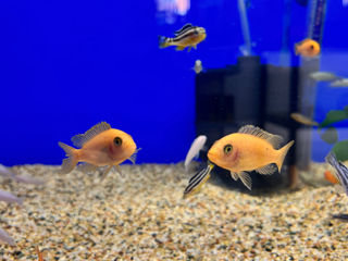 Рыбки аквариумные foto 4