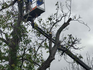 Taiere si indepartarea arborilor, Servicii Autoturn , curatarea terenuri , pășuni !!! foto 11