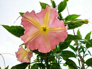 Бругмансия ароматная.( Brugmansia suaveolens) Труба ангела.(Граммофон цветок) Бругмансия душистая.. foto 6