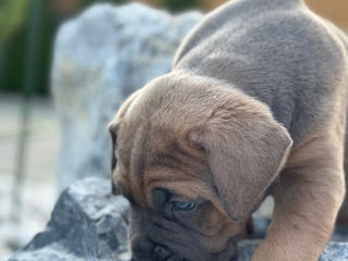 Cane corso pui FCI foto 6
