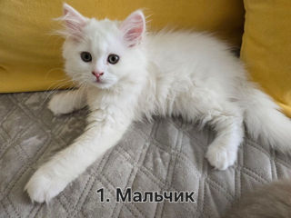 Котята Скоттиш Хайленд Фолд/Стрэйт фото 1