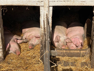 Porci crescuți in contitii de casa 3 bucati foto 2