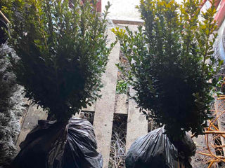 Gard Viu din Tuie,Salcîm boieresc,Buxus,..Biriucina. foto 9