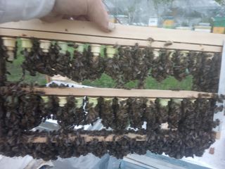Familii de albine, regine fecundate, botci pentru sezonul 2024 foto 8