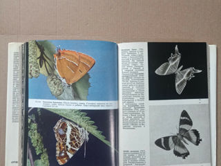 Иллюстрированная энциклопедия насекомых Станек 1977 Encyclopedia of Insects HC foto 3