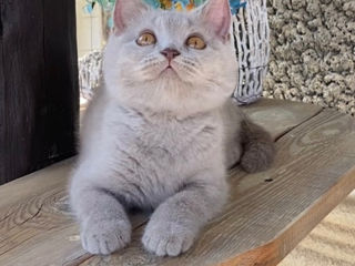 British Shorthair pedigree foto 6