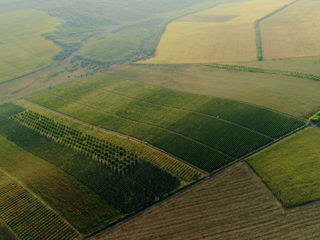 Teren Agricol, Mun. Orhei, S. Cucuruzeni, 18,5 Ha. foto 6