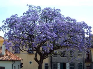 Paulownia Tomentosa rasad 2020