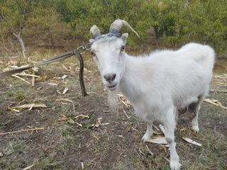 Capra buna de lapte