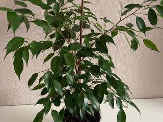 Ficus-200 l