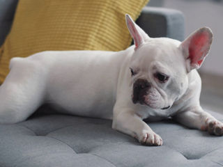 Franțuz bulldog rasa curata alb caută fetițe