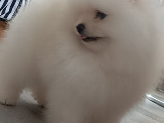 Мини(toi spitz Pomeranian) foto 8