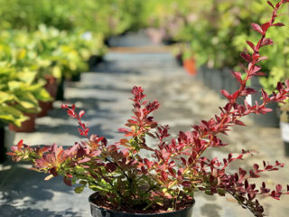 Berberis foto 8