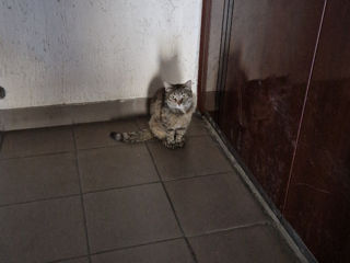 2-комн. кв., 54 м², 8/10 эт.