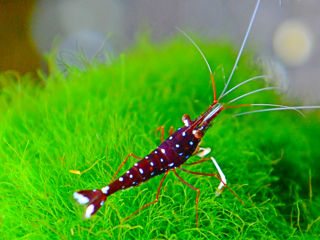 Креветки Кардиналы Сулавеси  / Sulawesi Shrimp Cardinal