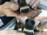 Ультрозвуковая чистка зубов для собак  в зоосалоне Kuz'ma foto 4