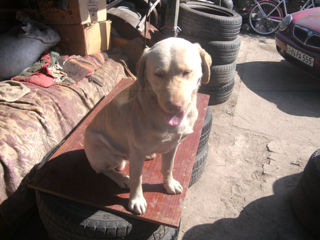 labrador foto 6