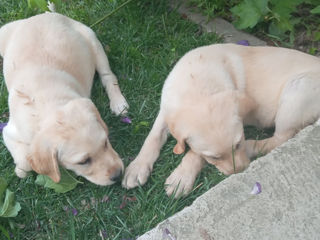 Căței de Labrador Retriever foto 5