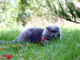 Monta-motan scottish fold cu pedigree