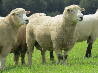 Овцы и егнята foto 5