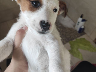 Продаются щенки Джекс Рассел терьер!! Se vând căţei Jack Russell terrier