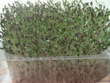 seminţe de lucerna Alfalfa italiana foto 2