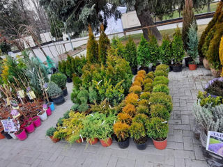 Plante decorative în asortiment foto 6