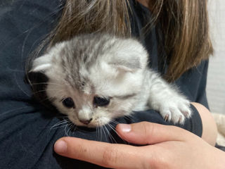 Motănel Scottish Fold