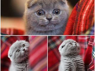 Monta, cu motan de rasa scottish fold! foto 9