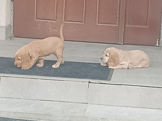 Vând Cocker Spaniel rasă curată