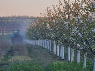 Afacere livada cireși 4,3 ha foto 18