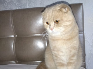 Motan Scottish Fold pentru împerechere foto 2