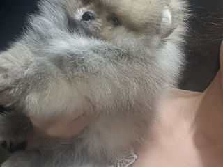 Срочно!!!spitz pomeranian(mini toy) foto 3