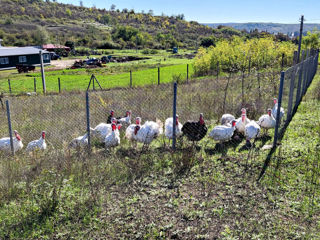 Carne de curcan!!! foto 10