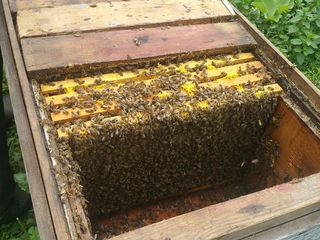 Пчелосемьи / отводки
