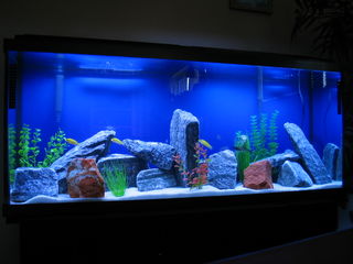Curatenie in akvarium !!! чистый аквариум !!! изготовление, ремонт !!! foto 3