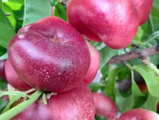 Pomi fructiferi migdal foto 9