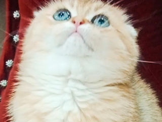 Scottish fold