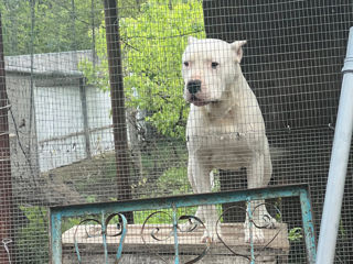 Argentino Dog foto 2