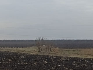 Vindem 65 de hectare de terenagricol(livadă)!!! foto 10