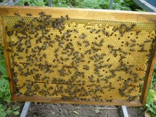 Продам пчелиные семьи   с доставкой на дом
