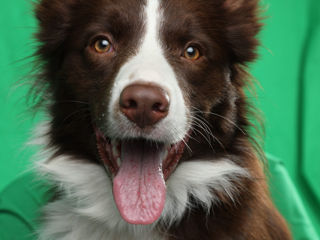 Border Collie foto 4