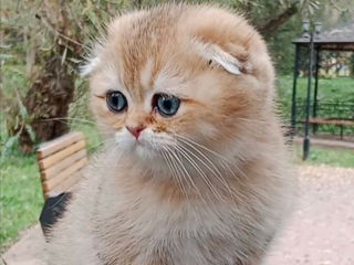 Scottish fold foto 3