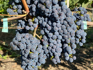 Poama Cabernet Sauvignon foto 1