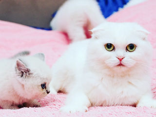 Шикарные Котята разных окрасов Шотландские Scottish Stright Scottish Fold фото 1