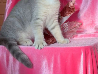 British shorthair kitten, blue golden shaded foto 4