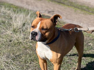 American Staffordshire Terrier ( Archi ) caută femelă pentru împerechere . foto 2